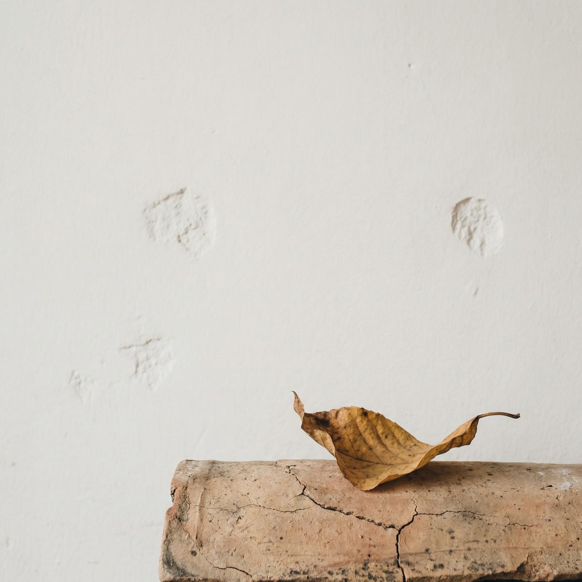 蘑菇视频-枯叶侘寂美学视频